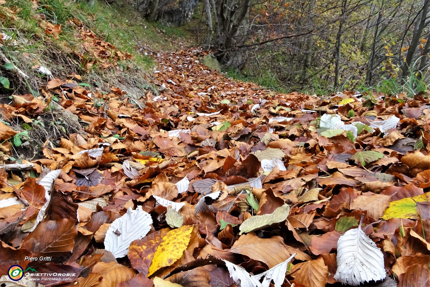 38 Cammino su tappeto di foglie , colorato d'autunno.JPG
